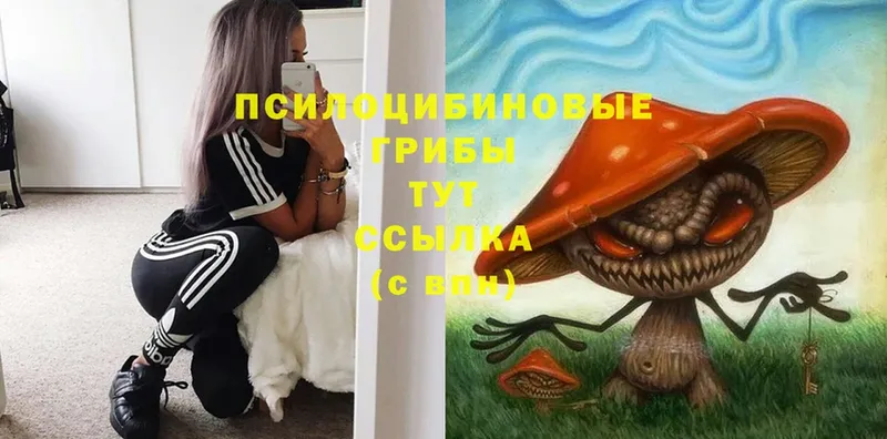 продажа наркотиков  Западная Двина  Псилоцибиновые грибы MAGIC MUSHROOMS 